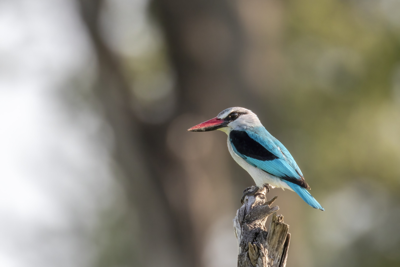 image Woodland Kingfisher